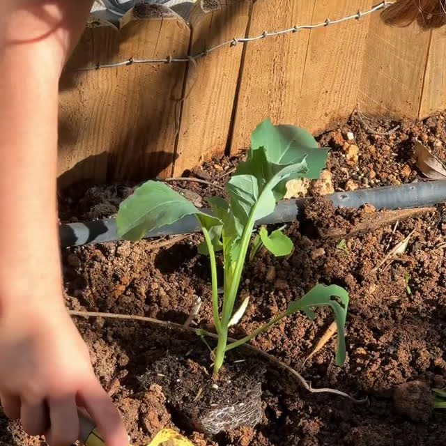 Just a perfectly ordinary day of tiny humans growing some greens and their brains.