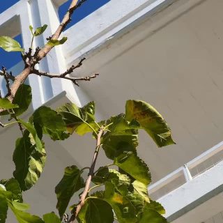 Our students know that dreaming is only the beginning, because creating is embedded in our curriculum.

By designing learning experiences that give children space to explore, indoors and outdoors, we help ideas take shape in meaningful ways. From open green areas across the school to the EY Bug Hotel garden, students learn how growth works in real life. They plant, observe, care, and return to the same spaces throughout the year. In doing so, they learn patience, responsibility, consistency, and how nurturing something over time leads to real results.